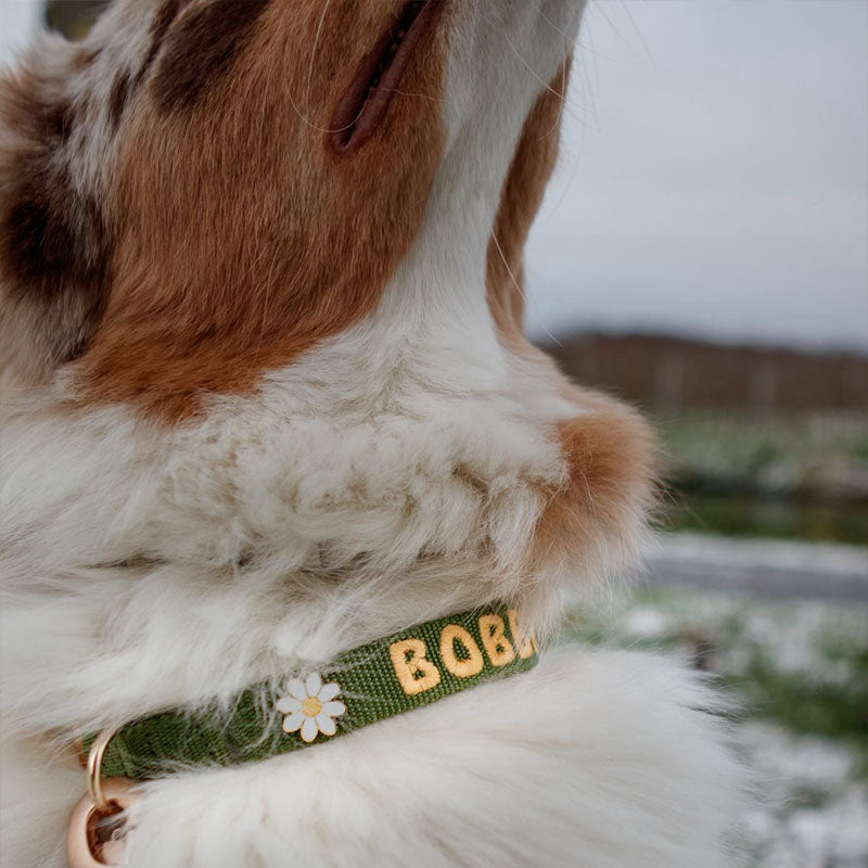 Daisy Flower