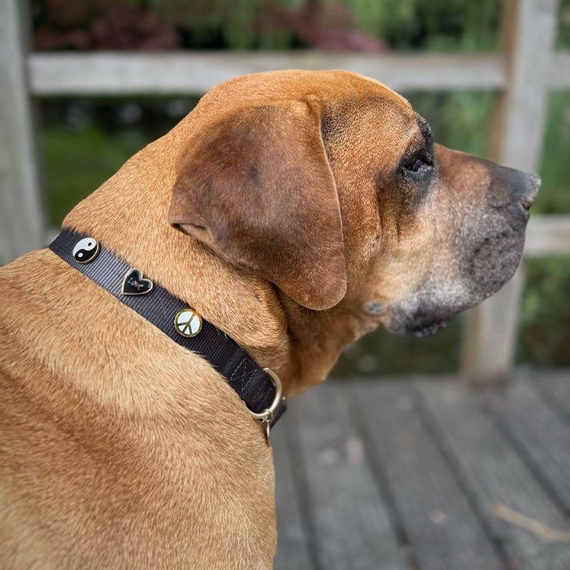 Gentle Soul