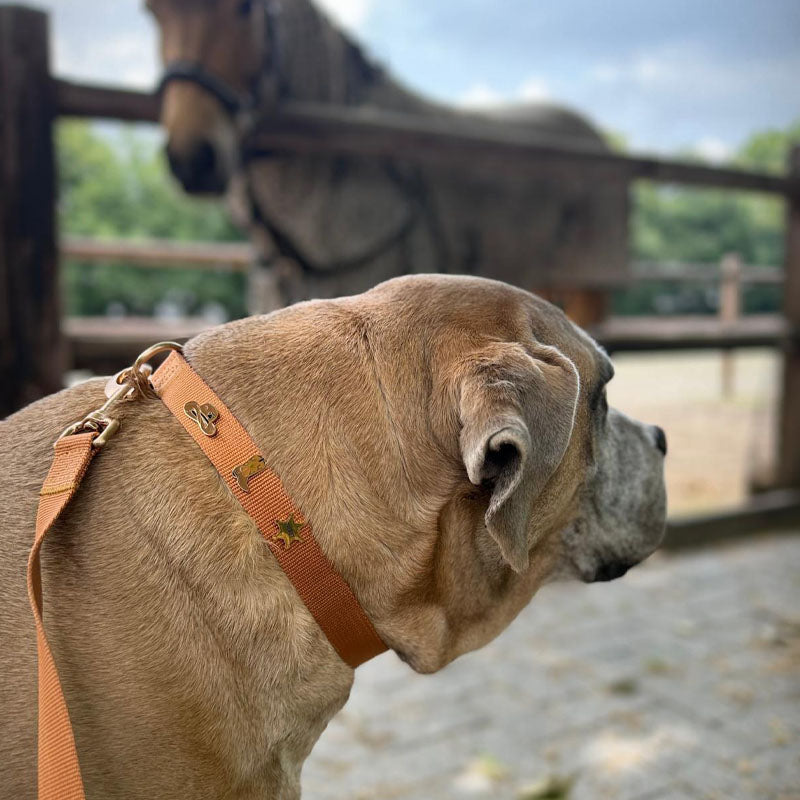 Dashing Cowboy