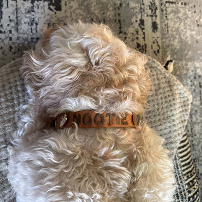 Classic Dog Collar Honey Drift Cognac Brown