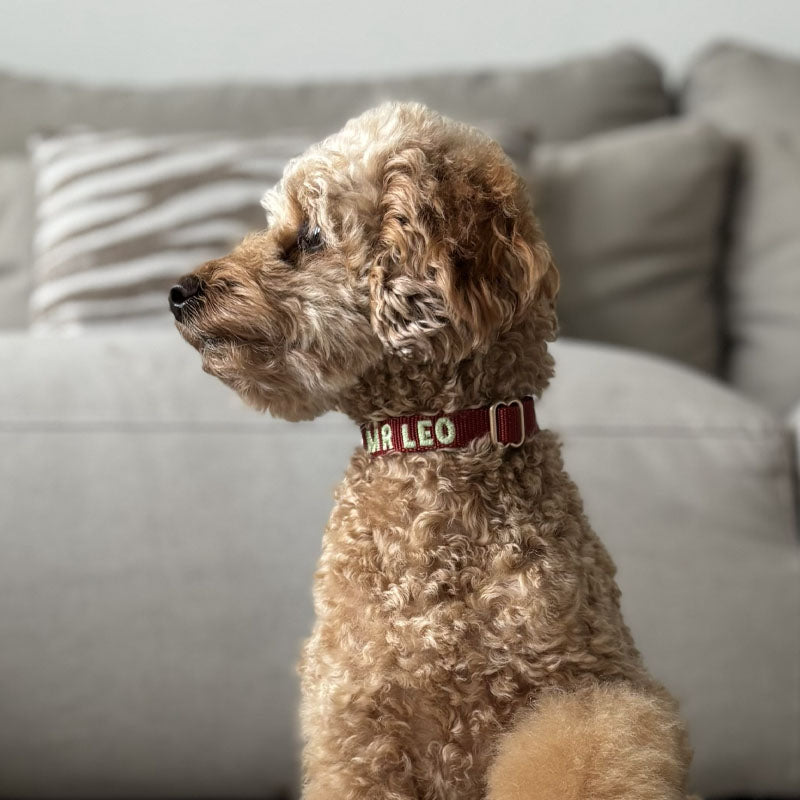 Puppy Dog Collar Ruby Gale Ruby Red