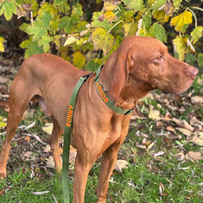 Tactical Dog Collar Moss Forge Olive Green