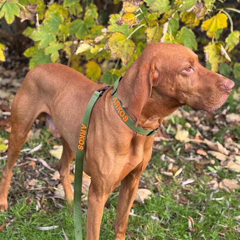 Tactical Dog Collar Moss Forge Olive Green