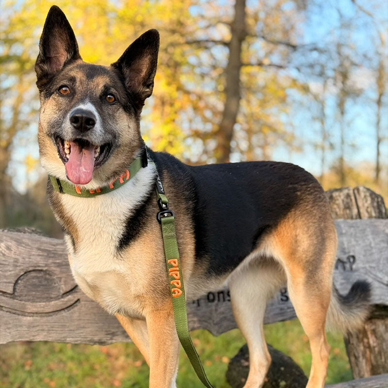 Tactical Dog Collar Moss Forge Olive Green